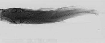 Media type: image;   Ichthyology 89557 Aspect: lateral